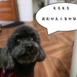 おすましトイプードル