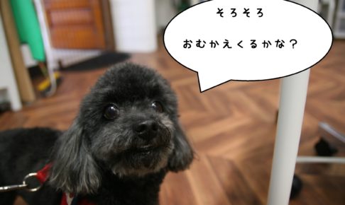 おすましトイプードル