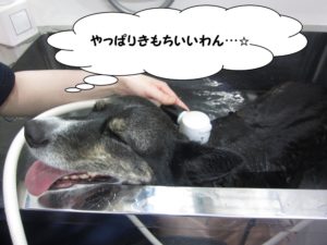 シャンプー中コーギー