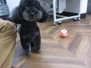 施術後トイプードル