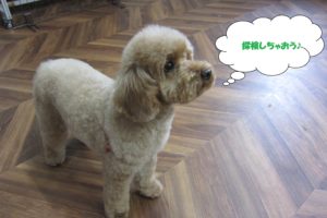 甘えたトイプードル