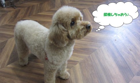 甘えたトイプードル