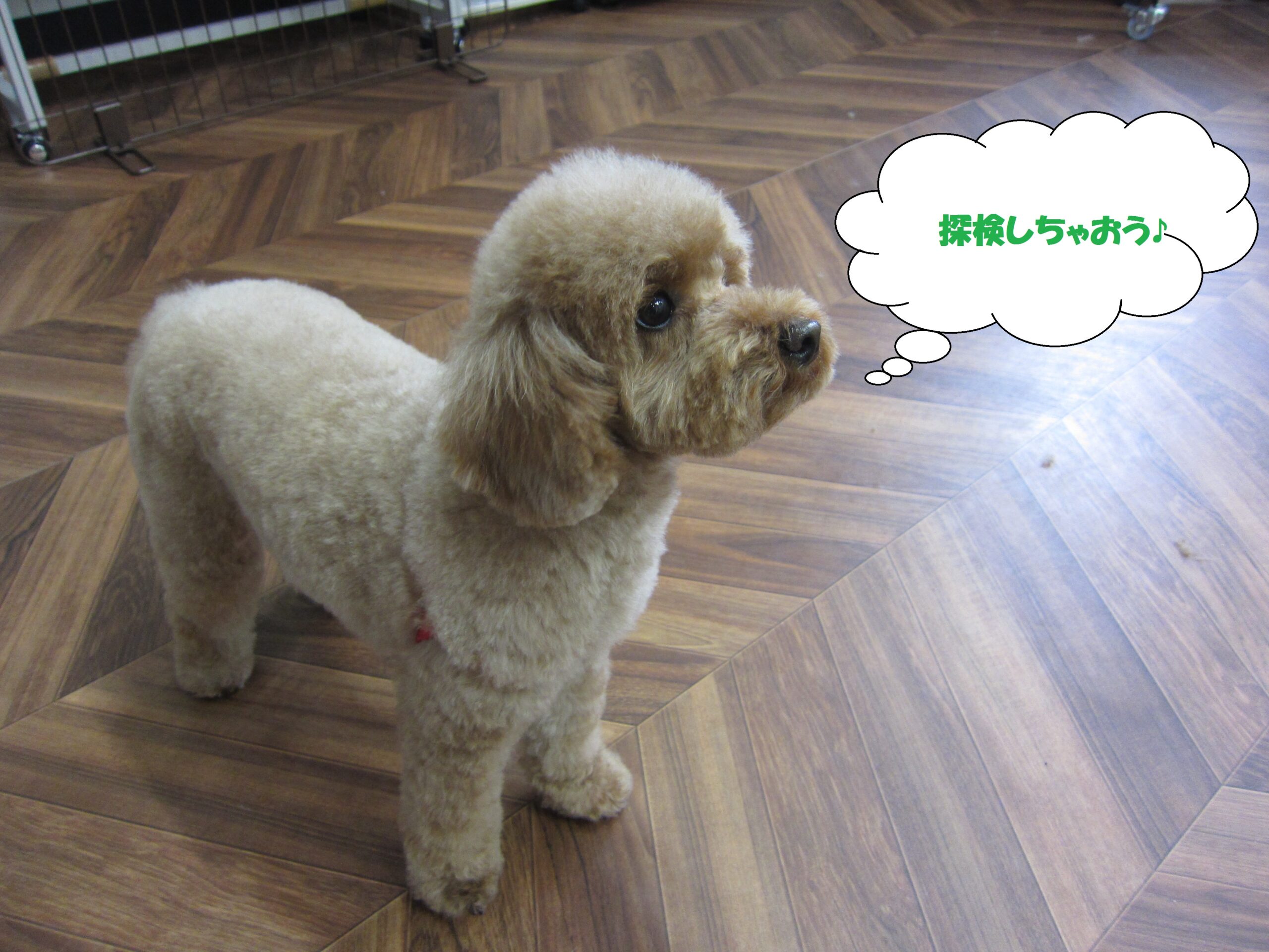 甘えたトイプードル