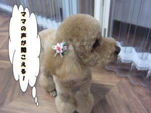 施術後トイプードル