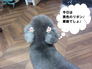 施術後トイプードル