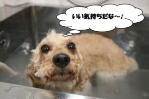 スパ中トイプードル