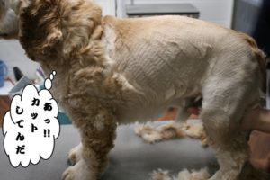 カット中コッカー