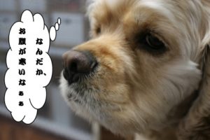 カット中コッカー