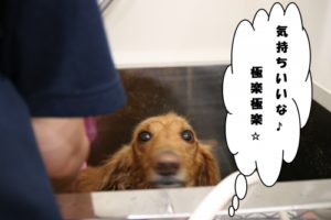 スパ中ミニチュアダックス