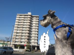 お散歩中Mシュナ