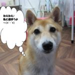 つぶらな瞳豆柴