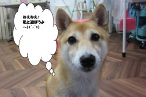 つぶらな瞳豆柴