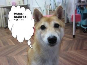 つぶらな瞳豆柴