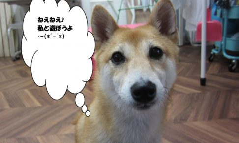 つぶらな瞳豆柴