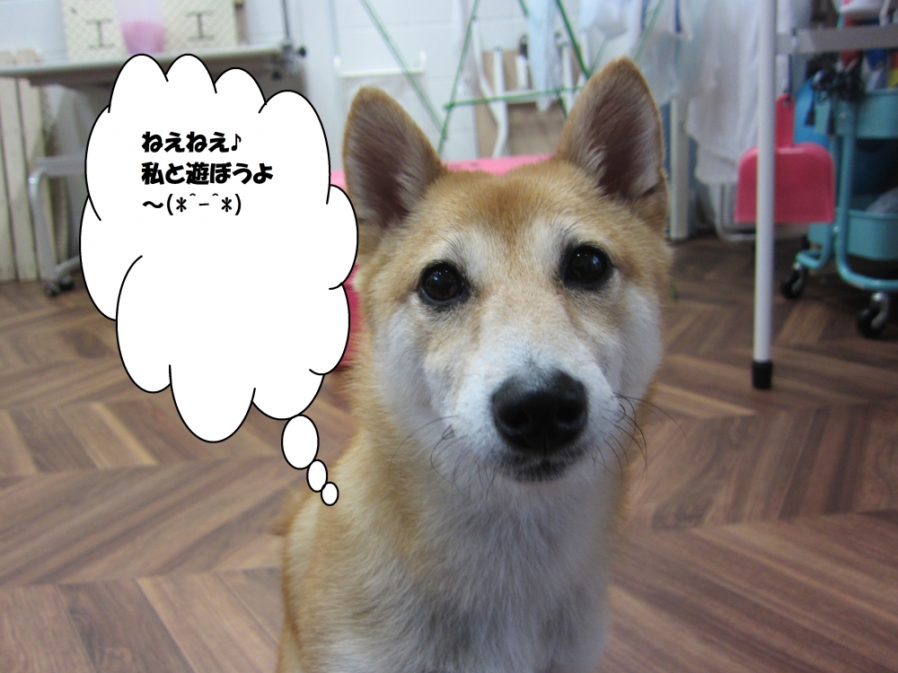 つぶらな瞳豆柴