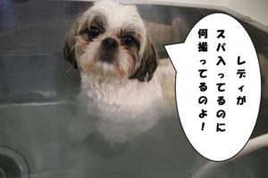 スパ中シーズー