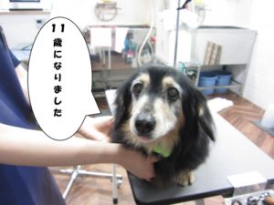 施術前ミニチュアダックス