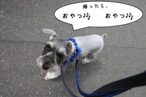 お散歩中Mシュナ