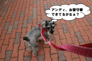 お散歩中Mシュナ