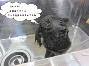 スパ中トイプードル