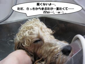 シャンプー中ミックス