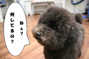 施術後トイプードル