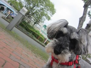 お散歩中Mシュナ