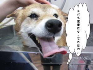 スパ中柴犬