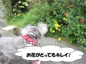 お散歩中Mシュナ