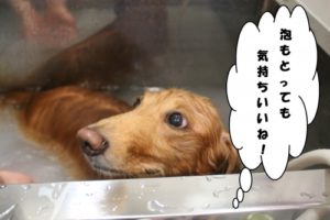 スパ中ミニチュアダックス