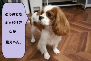 施術後キャバリア