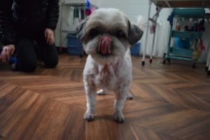 施術後シーズー