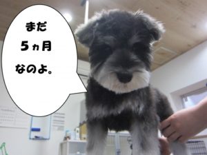 子犬Mシュナ