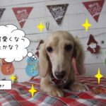 おすましミニチュアダックス