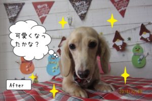 おすましミニチュアダックス