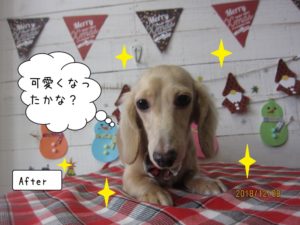 おすましミニチュアダックス