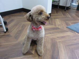 施術後トイプードル