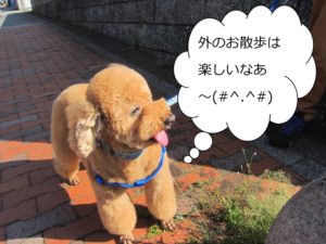 散歩中トイプードル