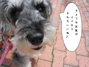 お散歩中Mシュナ