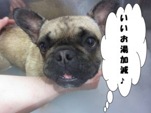 スパ中フレンチブルドッグ