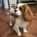 おすましキャバリア