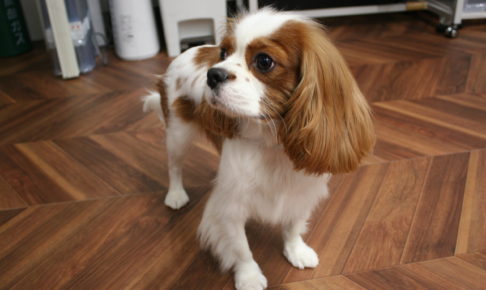 おすましキャバリア