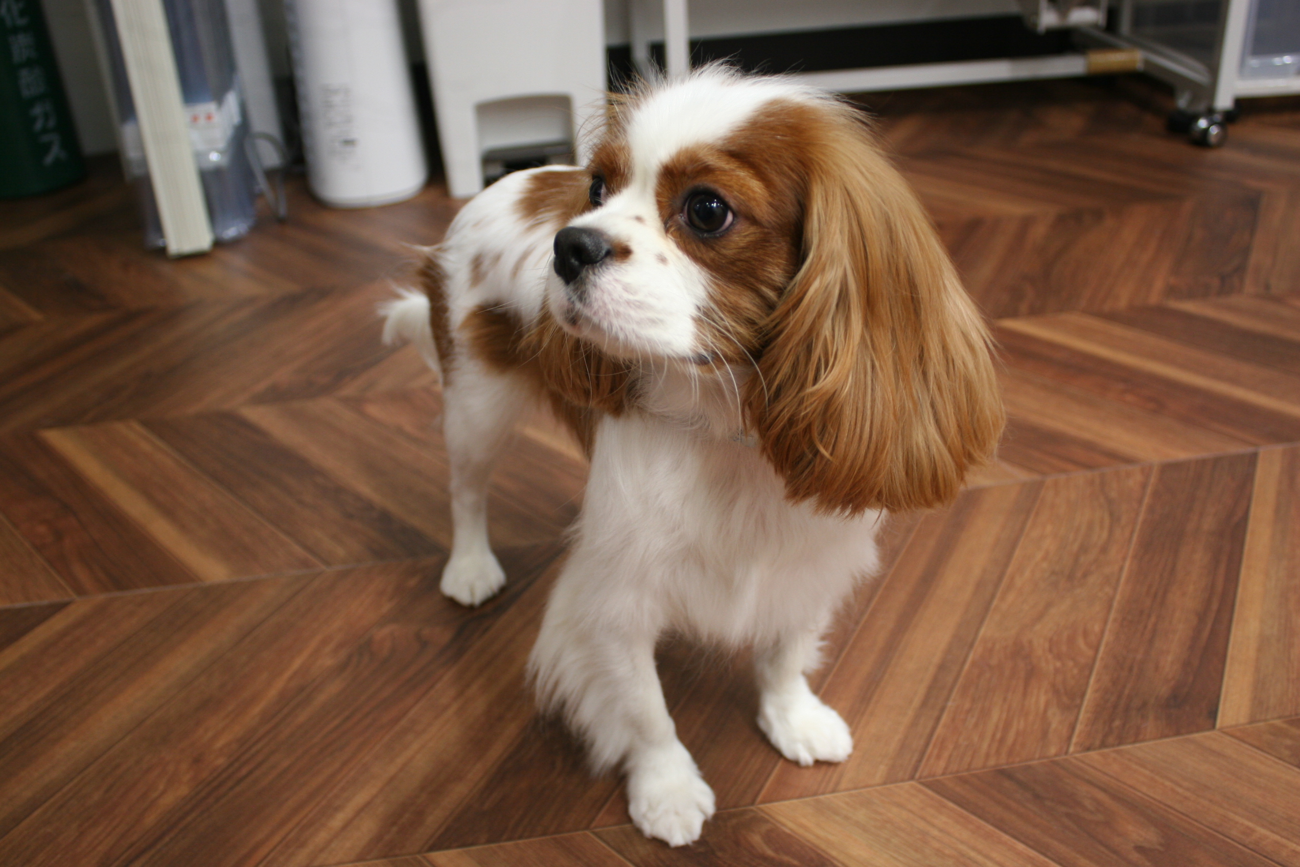 おすましキャバリア