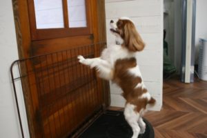 施術後キャバリア