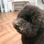 キョトントイプードル