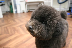 キョトントイプードル