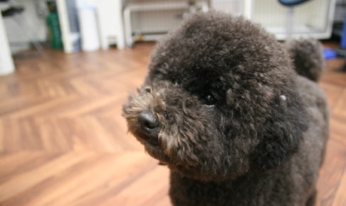 キョトントイプードル