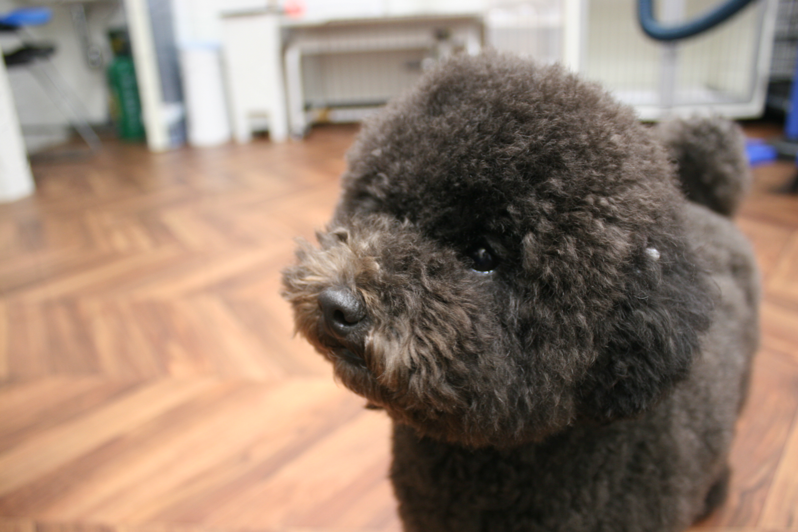 キョトントイプードル