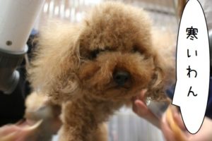 施術中トイプードル