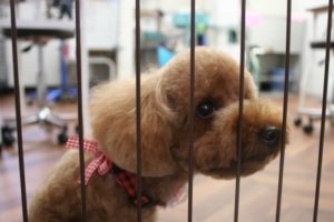 施術後トイプードル